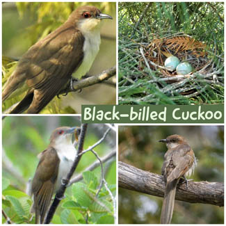 Black-billed Cuckoo